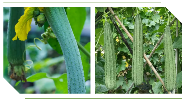 三条官网下载被墙了吗